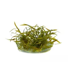 Криптокорина тонкиненсис - Cryptocoryne crispatula var. Tonkinensis
