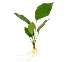 Анубиас Разнолистный - Anubias heterophylla