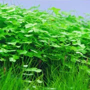 Гидрокотила трипартита - Hydrocotyle tripartita