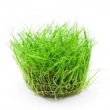 Элеохарис парвула - Eleocharis parvula