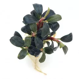 Буцефаландра "Призрак Брауни" - Bucephalandra sp. "Brownie Ghost"