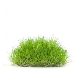 Элеохарис мини - Eleocharis sp. "mini"