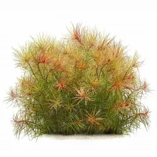 Погостемон стеллатус "Дассен" - Pogostemon stellatus sp. "Dassen"