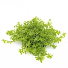 Хемиантус микрантемоидес - Hemianthus micranthemoides