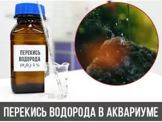 Перекись водорода  в аквариуме. Борьба с водорослями.