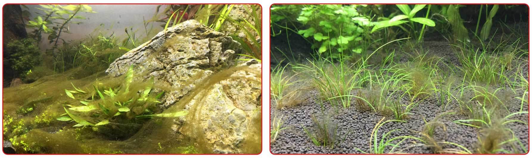 Бурые водоросли на растениях в аквариуме