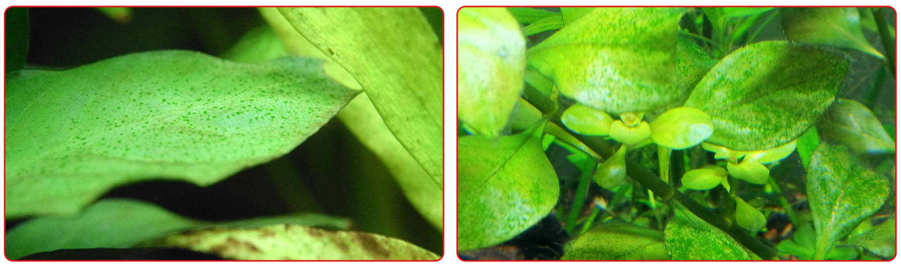 Ксенококус на листьях аквариумных растений