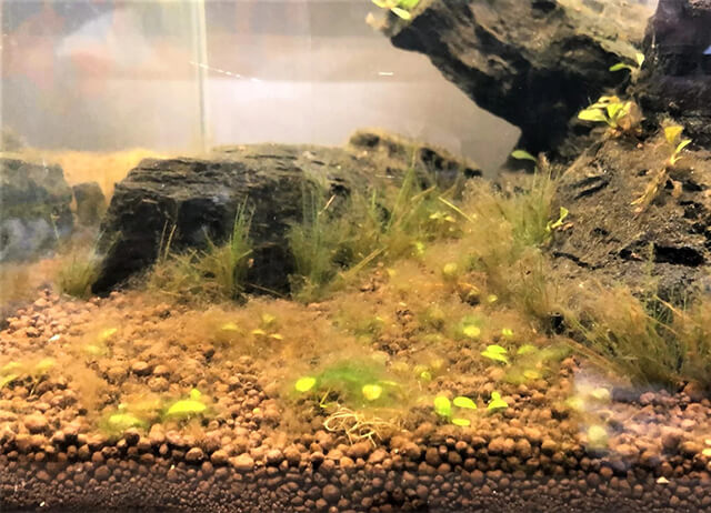 Бурые водоросли при запуске аквариума