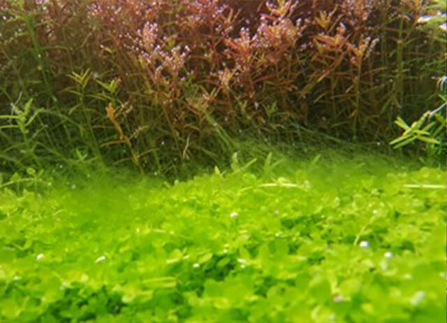 Зеленые водоросли в зрелом аквариуме