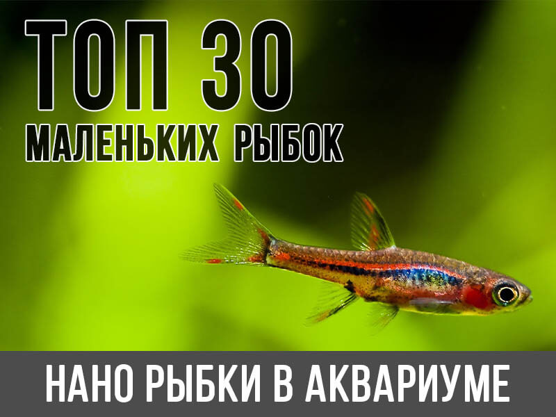 Большой Магазин Аквариумных Рыбок В Москве