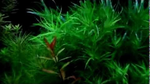 Heteranthera zosterifolia - aquatic plants guide