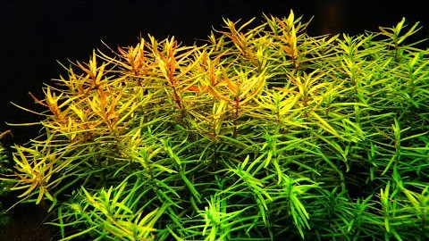 Didiplis Diandra aquarium plant