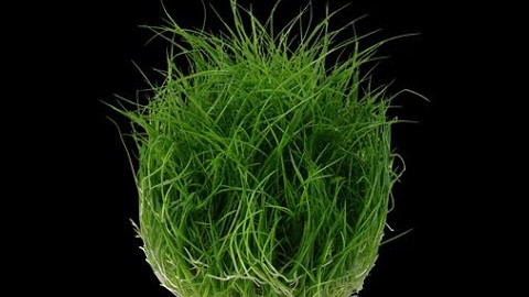 Eleocharis acicularis 'Mini' #Plant Intro 1 #Aquascape #TropicaPlants