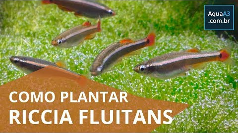 Como plantar Riccia fluitans no aquário