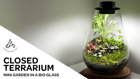 How to make an easy mini terrarium moss garden in a closed tear drop Biolark BioGlass Bottle
