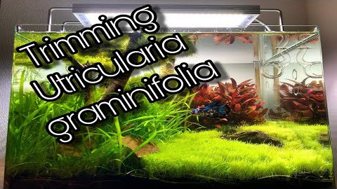 Trimming Utricularia graminifolia // Giant Betta Tank