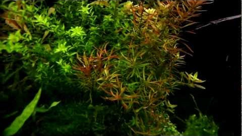 Ludwigia arcuata - aquatic plants guide