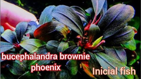 Bucephalandra brownie phoenix, ficha técnica