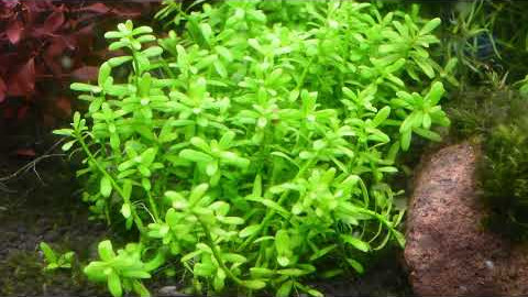hedyotis salzmannii aquarium plant