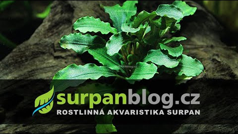 Bucephalandra sp. Green Wavy - Bucefalandra Green Wavy - Akvarijní rostliny