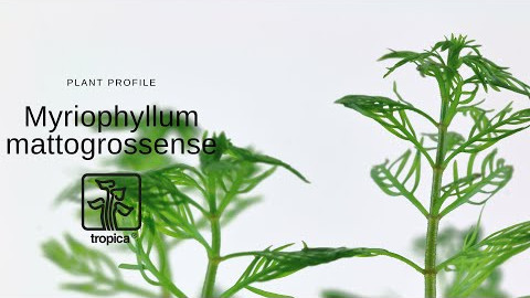 Myriophyllum mattogrossense