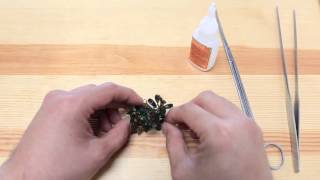 How to attach bucephalandra