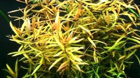 Ammania gracilis - aquatic plants guide