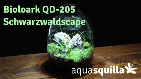 Bioloark QD-205 Einrichtung: Schwarzwaldscape