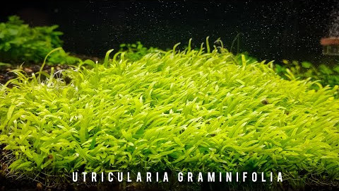 Utricularia Graminifolia