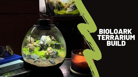 Relaxing Terrarium Build - Bioloark Bio Bottle