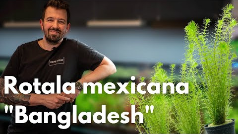 Rotala mexicana &quotBangladesh" | Liquid Nature Pflanzenvorstellung
