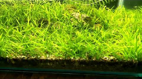 Shallow tank full of Sagittaria subulata