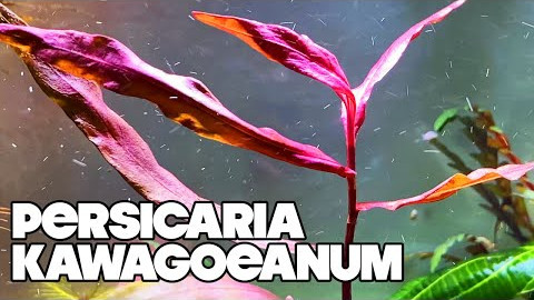 Persicaria Kawagoeanum - Planted Tank