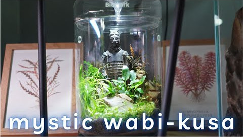 Wabi Kusa Einrichten - ancient soldier - how to Wabi Kusa?!