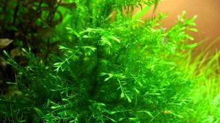 Willow moss (Fontinalis antipyretica) in a shrimp tank